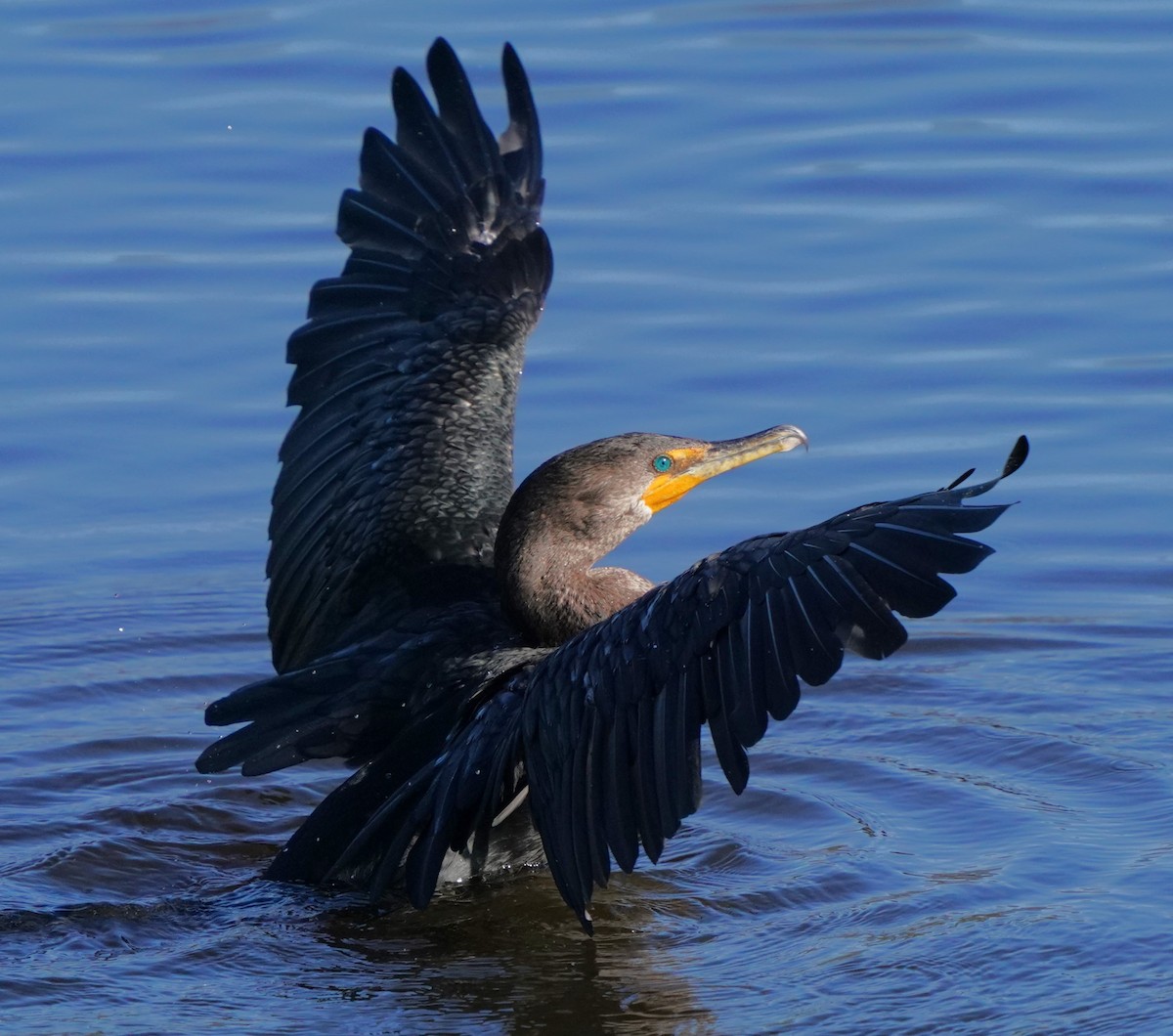 Double-crested Cormorant - ML646566321