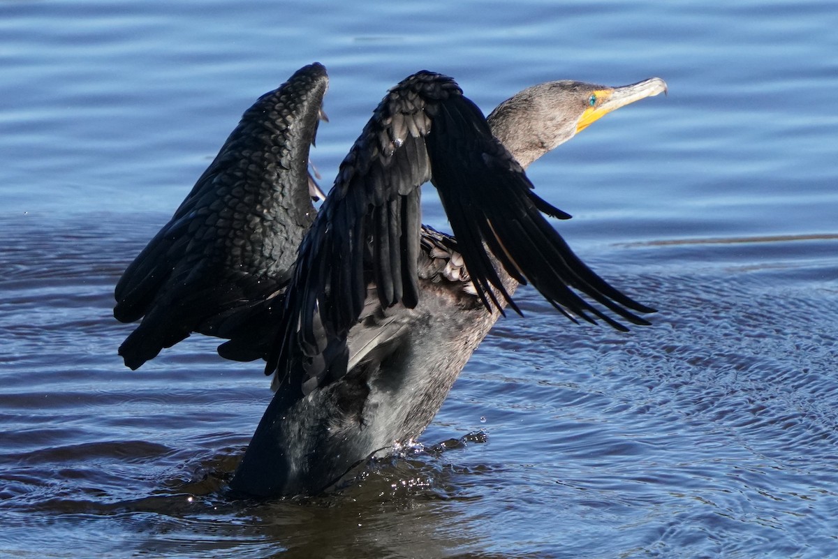 Double-crested Cormorant - ML646566322