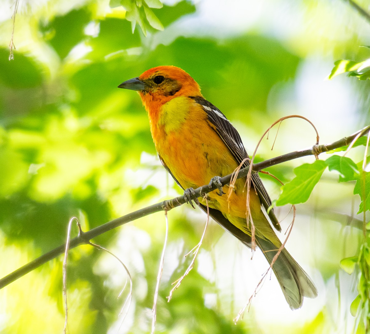 Blutkardinal - ML646566323