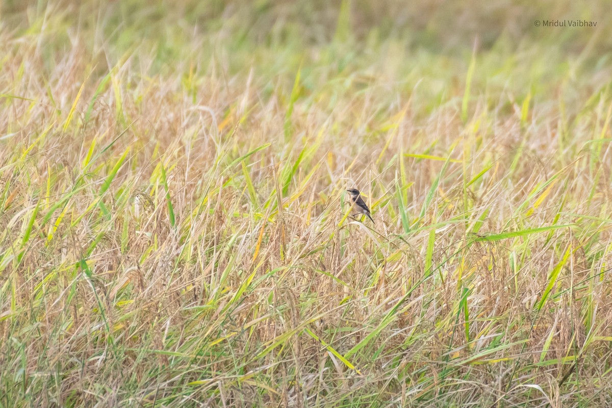 Amur Stonechat - ML646566325