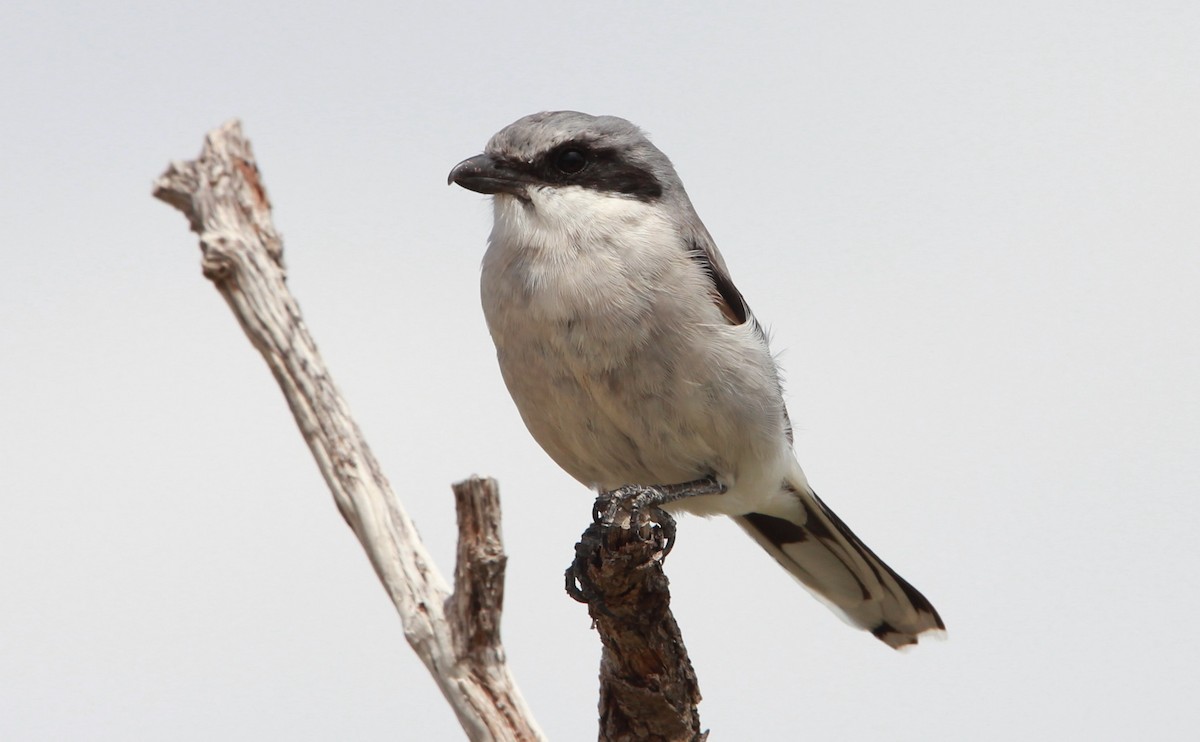 アメリカオオモズ - ML646566326