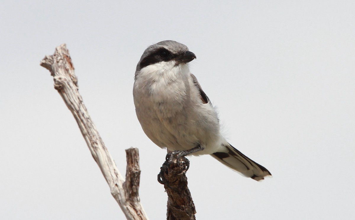 アメリカオオモズ - ML646566327