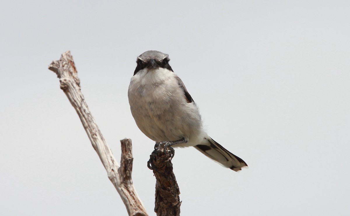 アメリカオオモズ - ML646566328