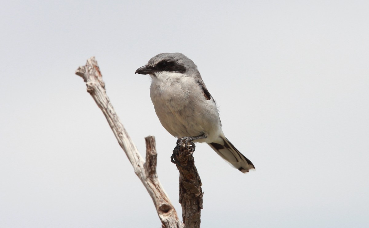 アメリカオオモズ - ML646566329