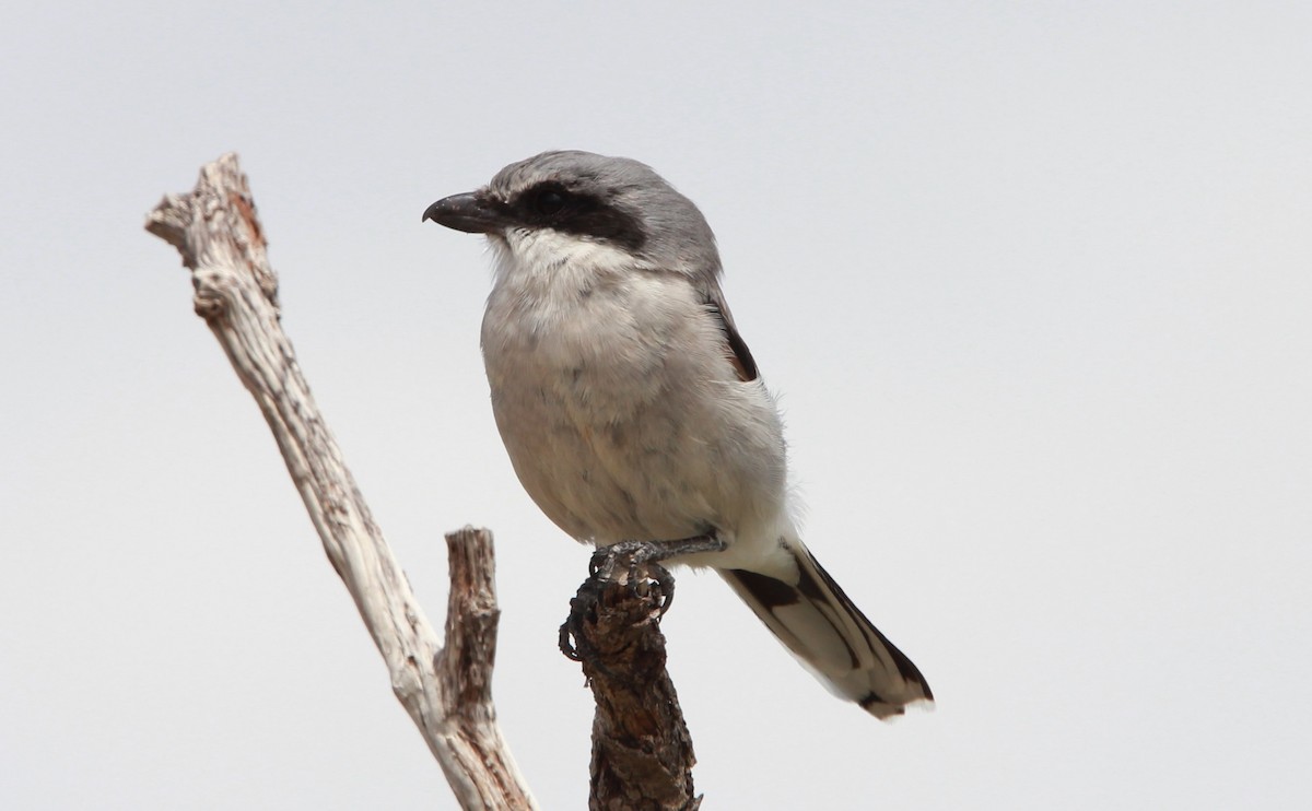 アメリカオオモズ - ML646566330