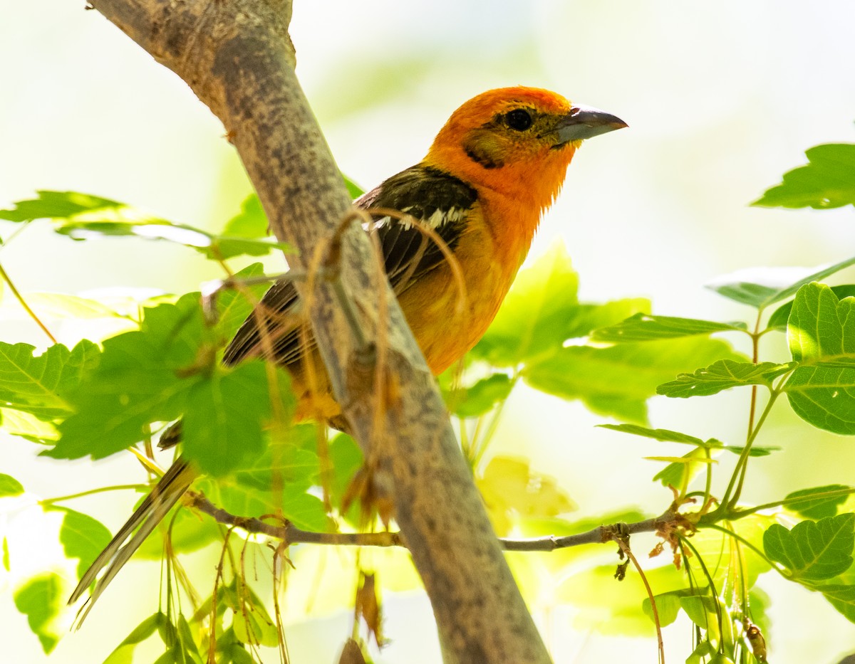 Blutkardinal - ML646566331