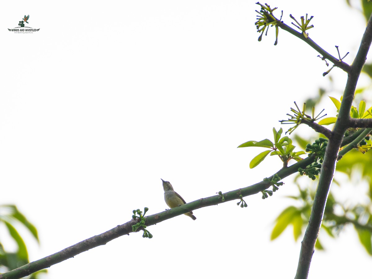 Andaman Flowerpecker - ML646566336