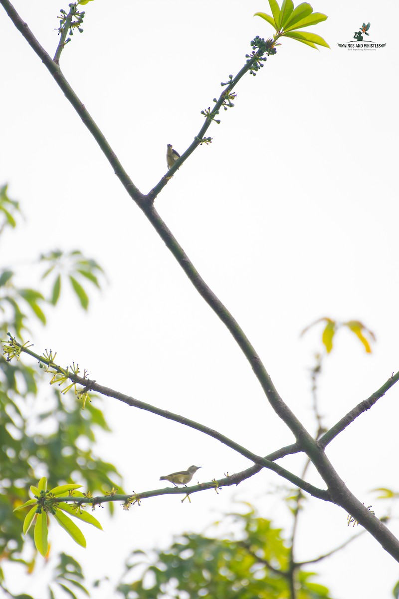 Andaman Flowerpecker - ML646566337