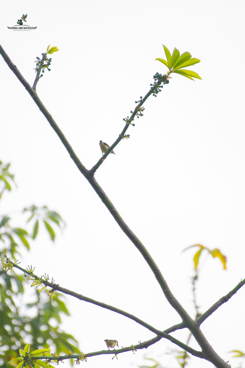 Andaman Flowerpecker - ML646566338
