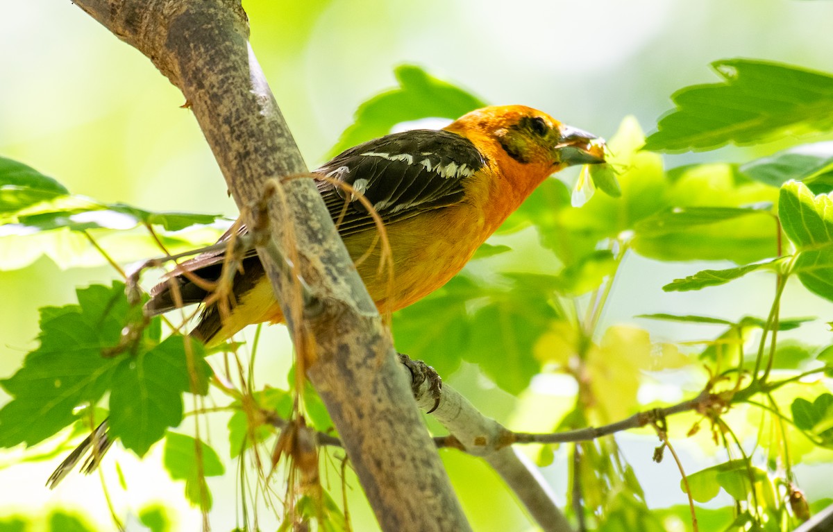 Blutkardinal - ML646566339