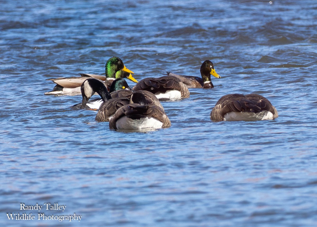 Canada Goose - ML646566340
