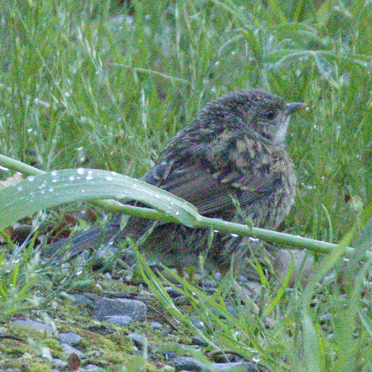 Heckenbraunelle - ML646566346