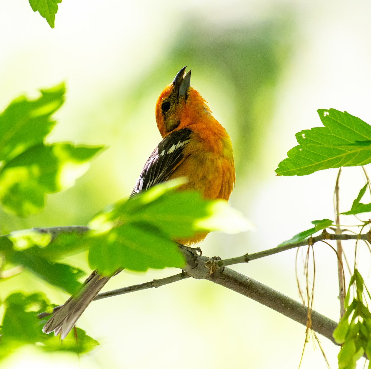 Piranga Estriada - ML646566350