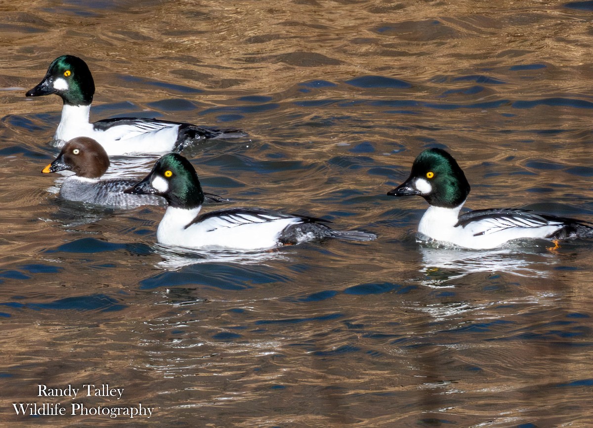 Common Goldeneye - ML646566353