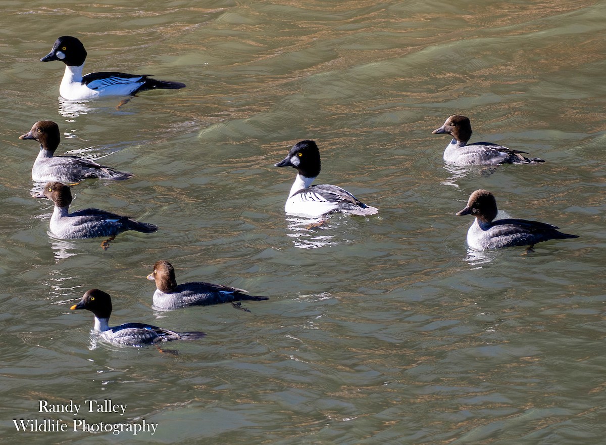 Common Goldeneye - ML646566354