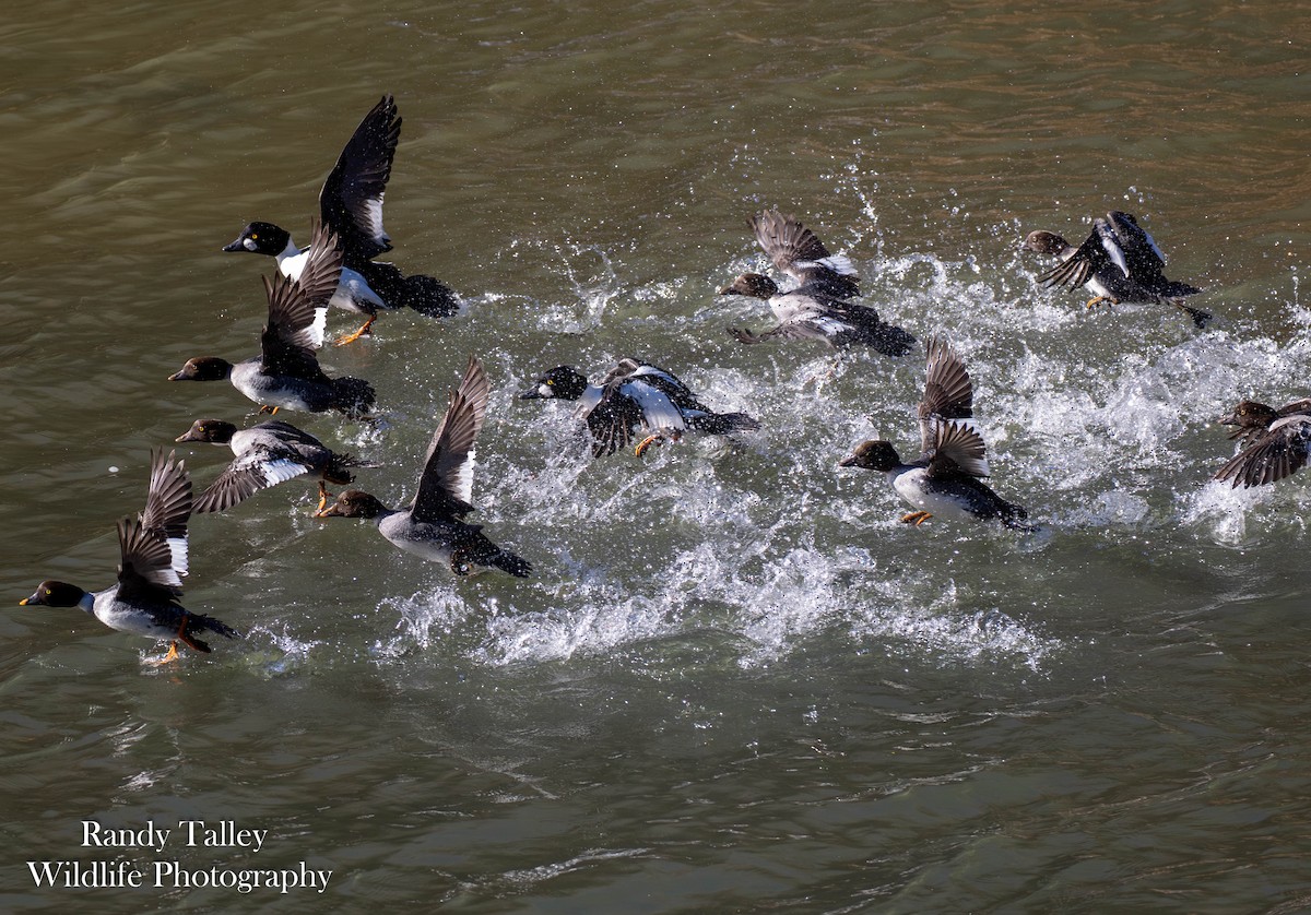 Common Goldeneye - ML646566355