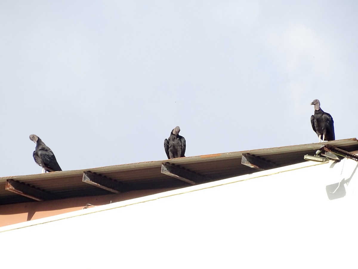 Urubu noir - ML646566364