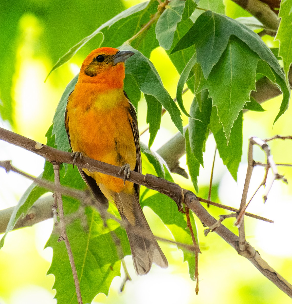 Piranga Estriada - ML646566366