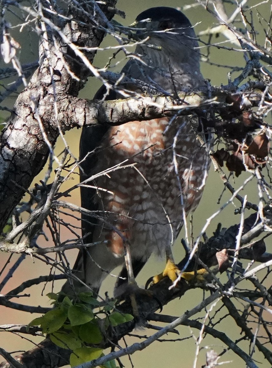 Яструб чорноголовий - ML646566367