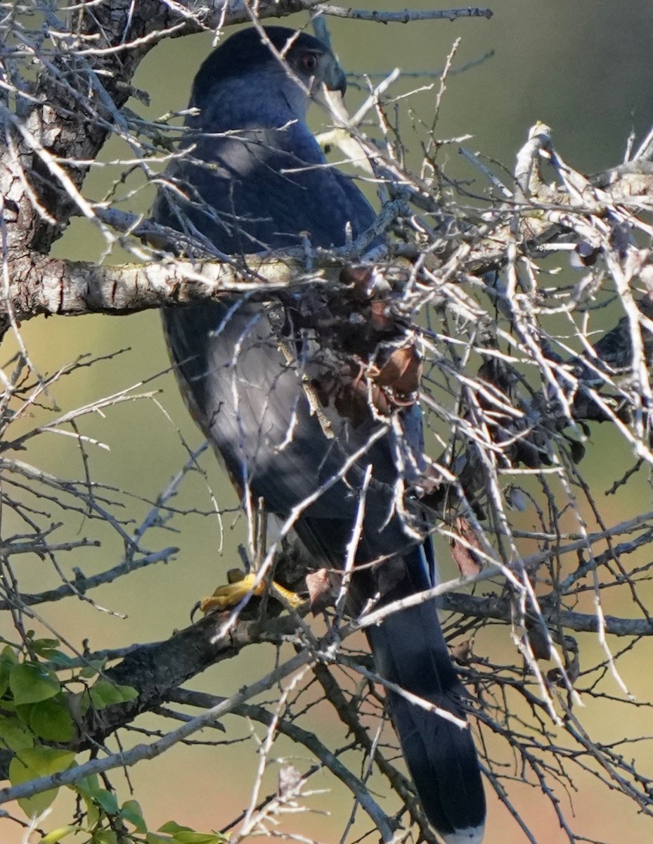 Яструб чорноголовий - ML646566368