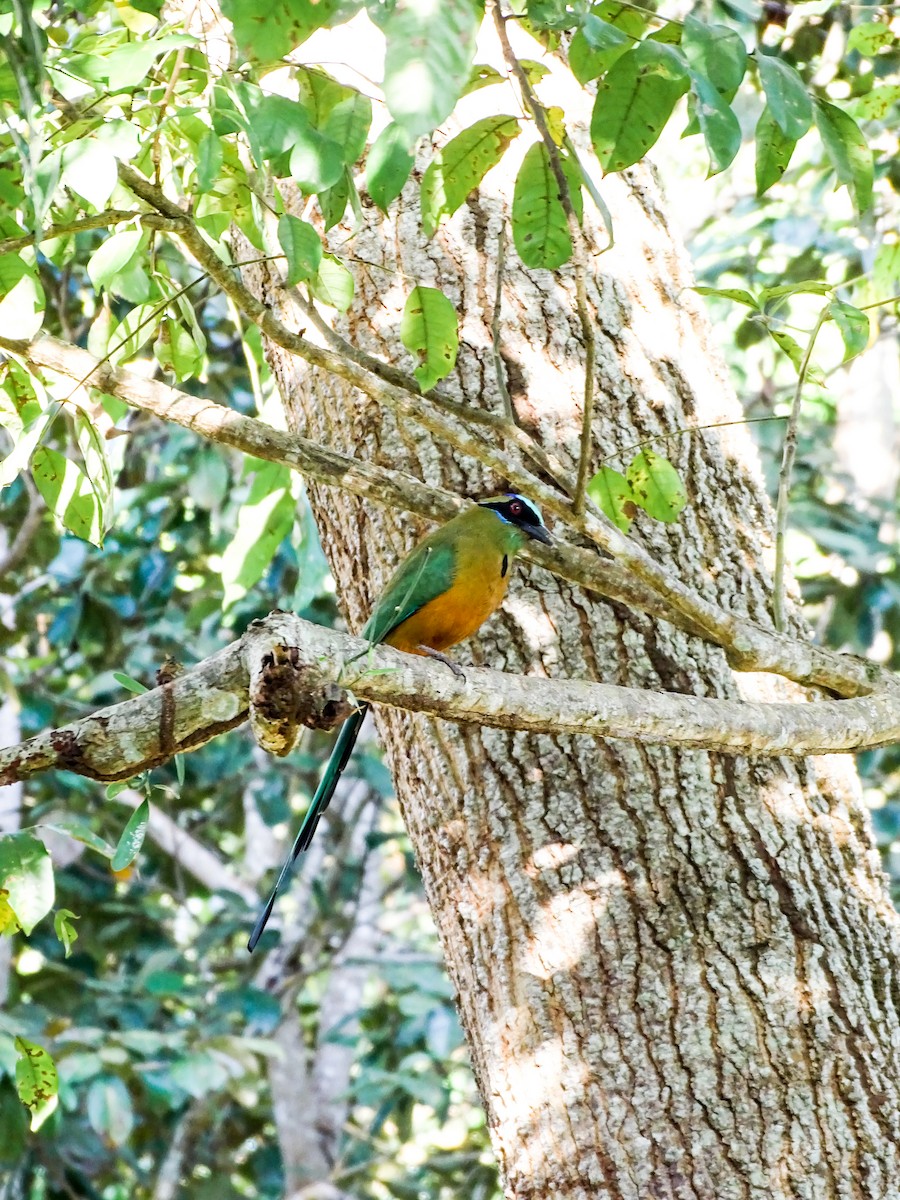 Whooping Motmot - ML646566370