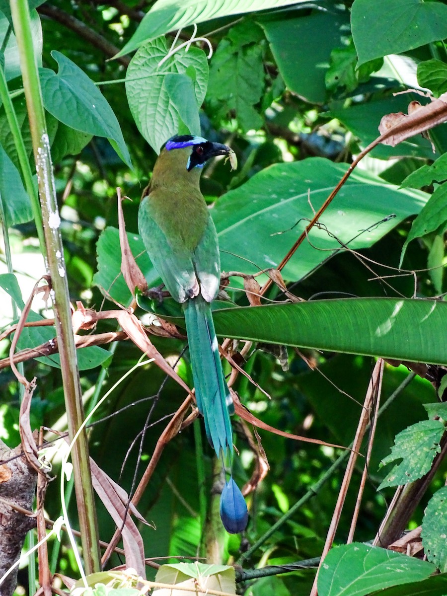Whooping Motmot - ML646566371