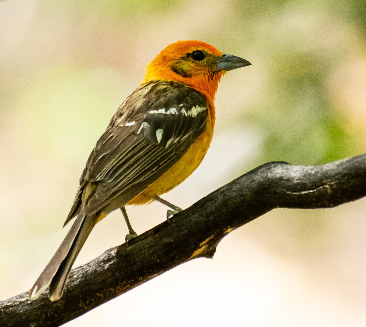 Piranga Estriada - ML646566372