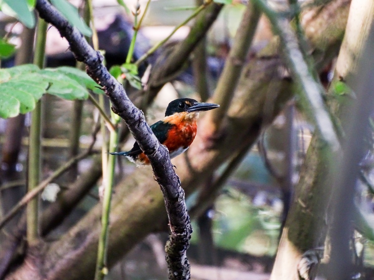 American Pygmy Kingfisher - ML646566373