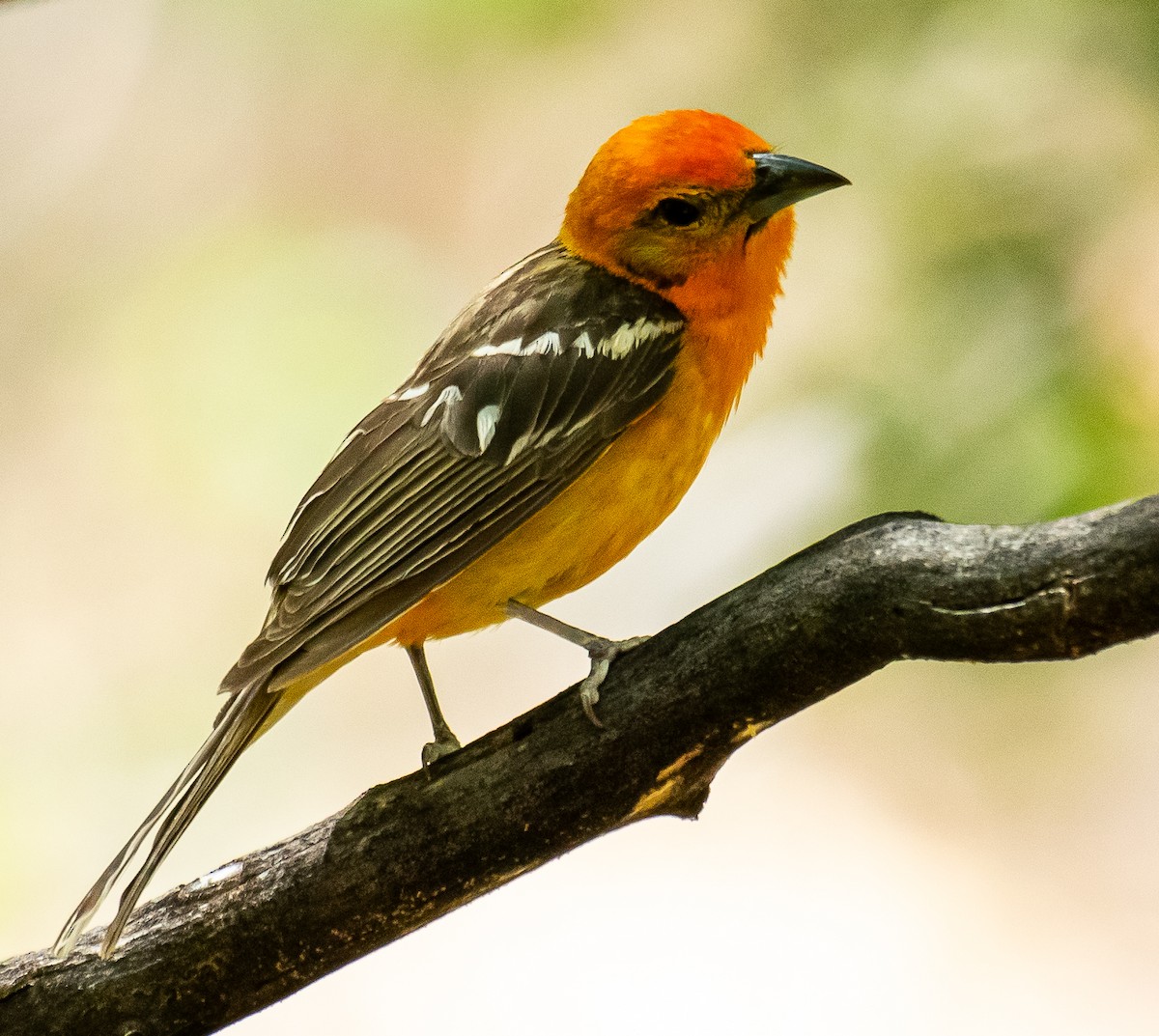 Piranga Estriada - ML646566377