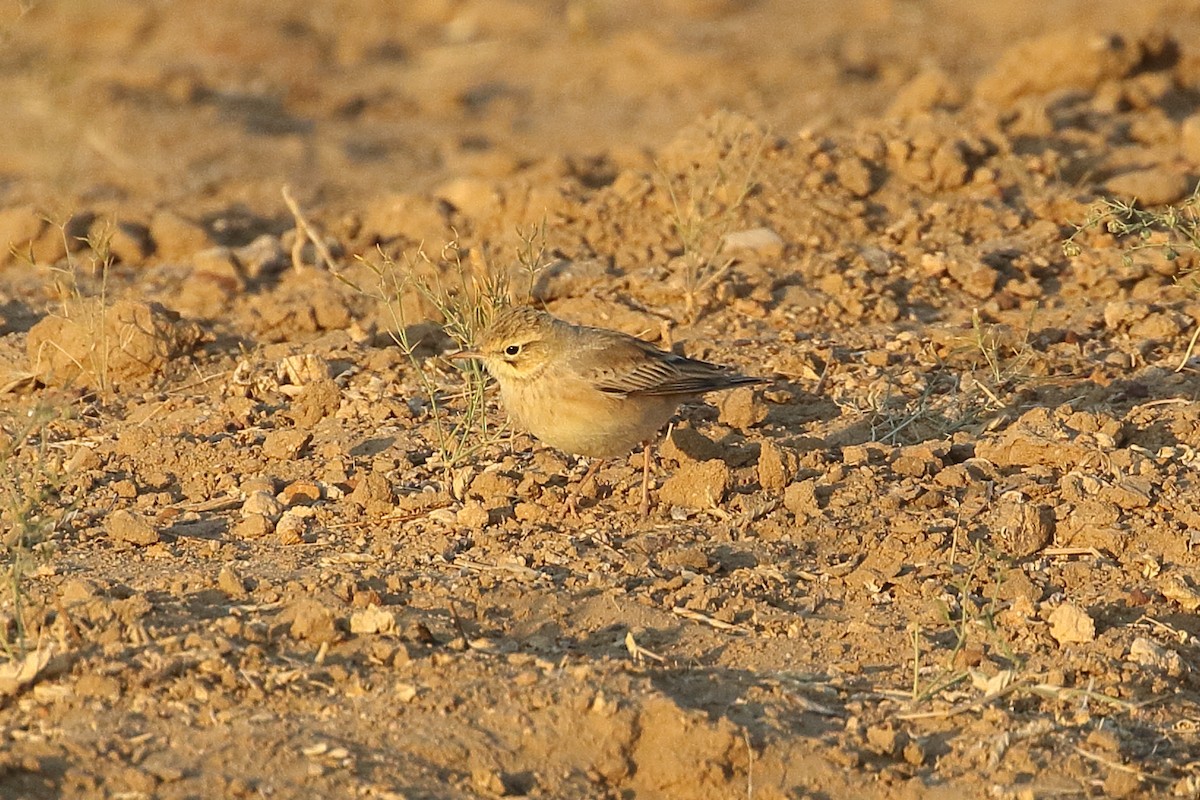 פפיון צהוב - ML646566379