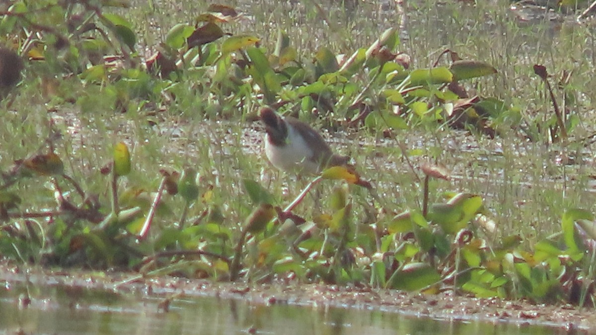 fasanbladhøne - ML646566383