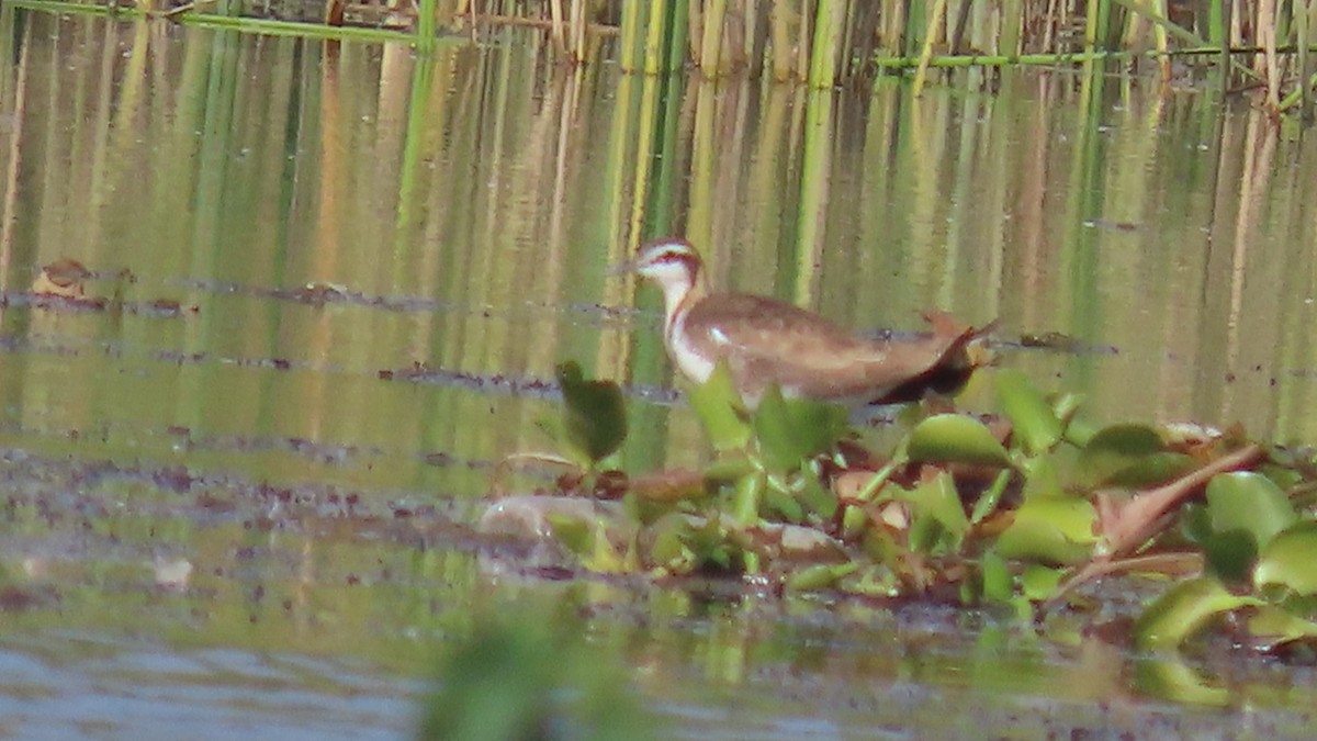 fasanbladhøne - ML646566384