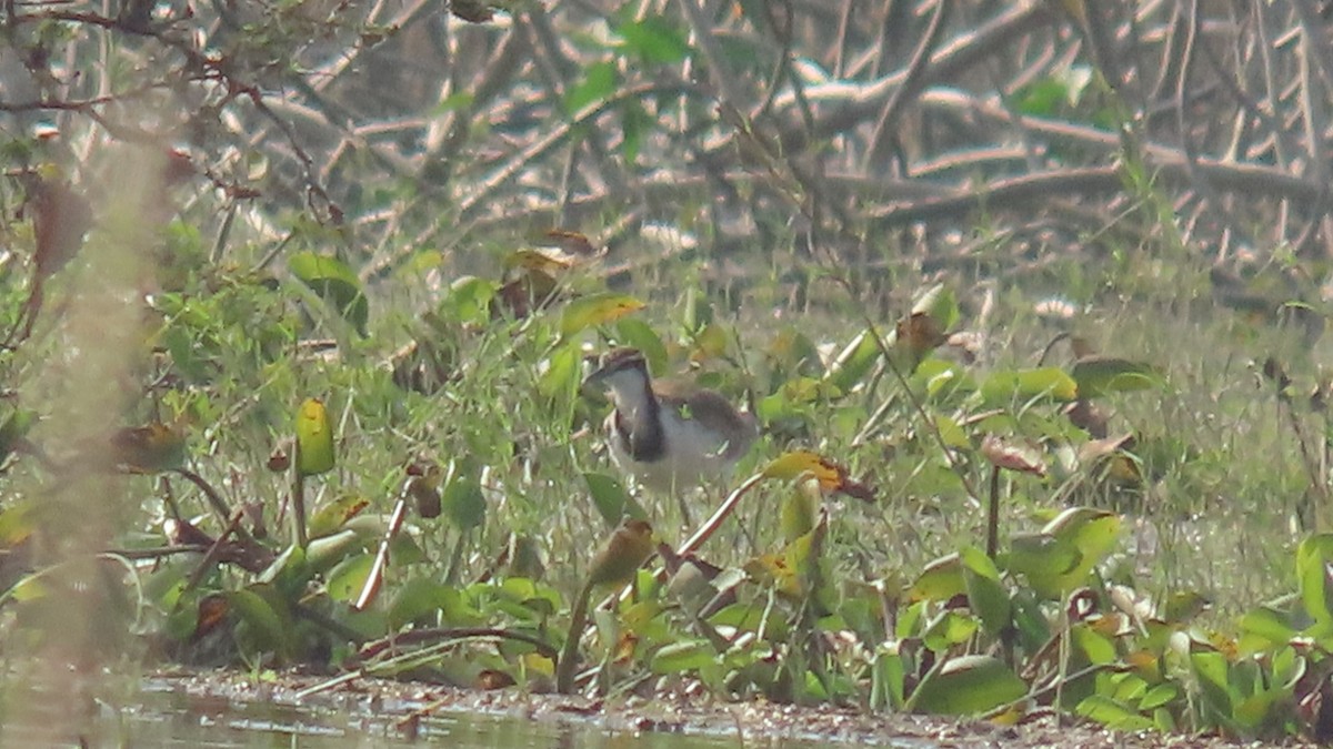 fasanbladhøne - ML646566385