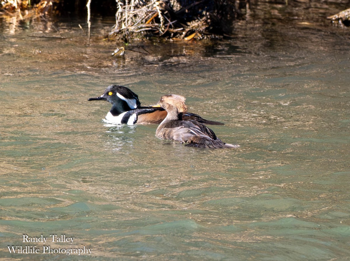 Hooded Merganser - ML646566389