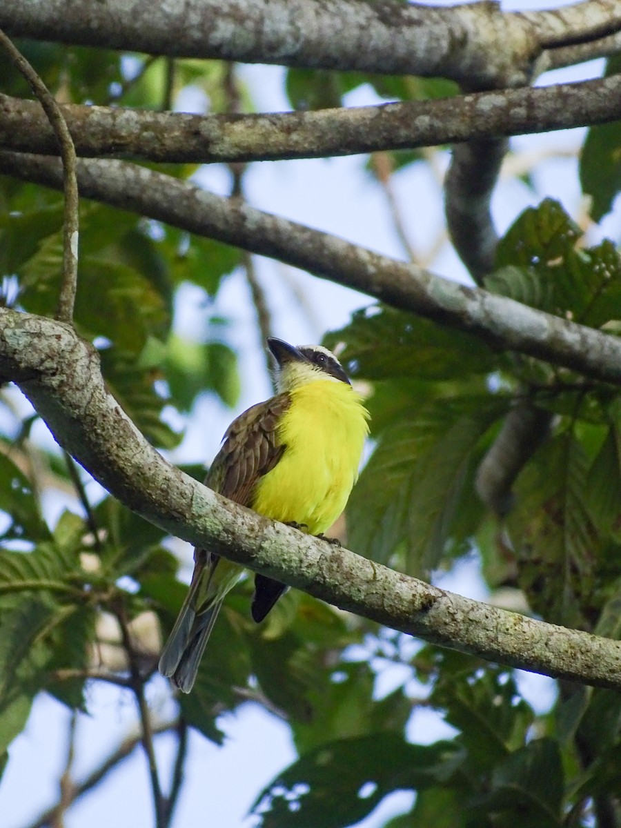 Пітанга-великодзьоб - ML646566391