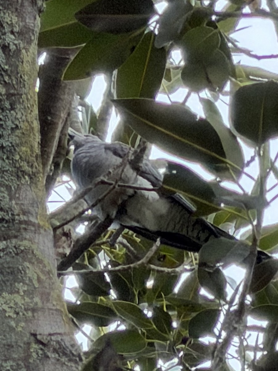 Cuco Tucán - ML646566392