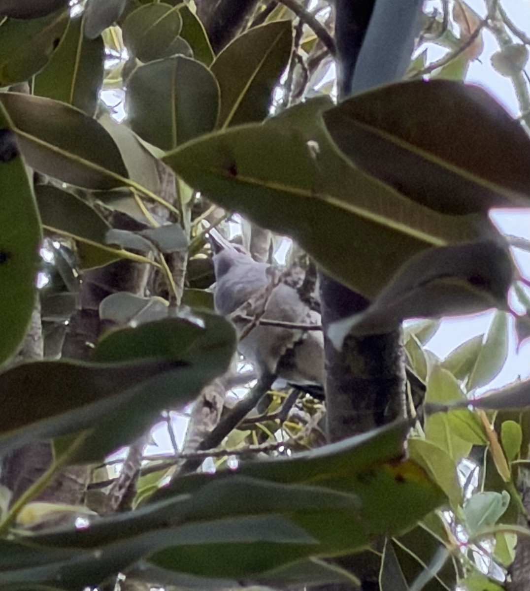 Cuco Tucán - ML646566393