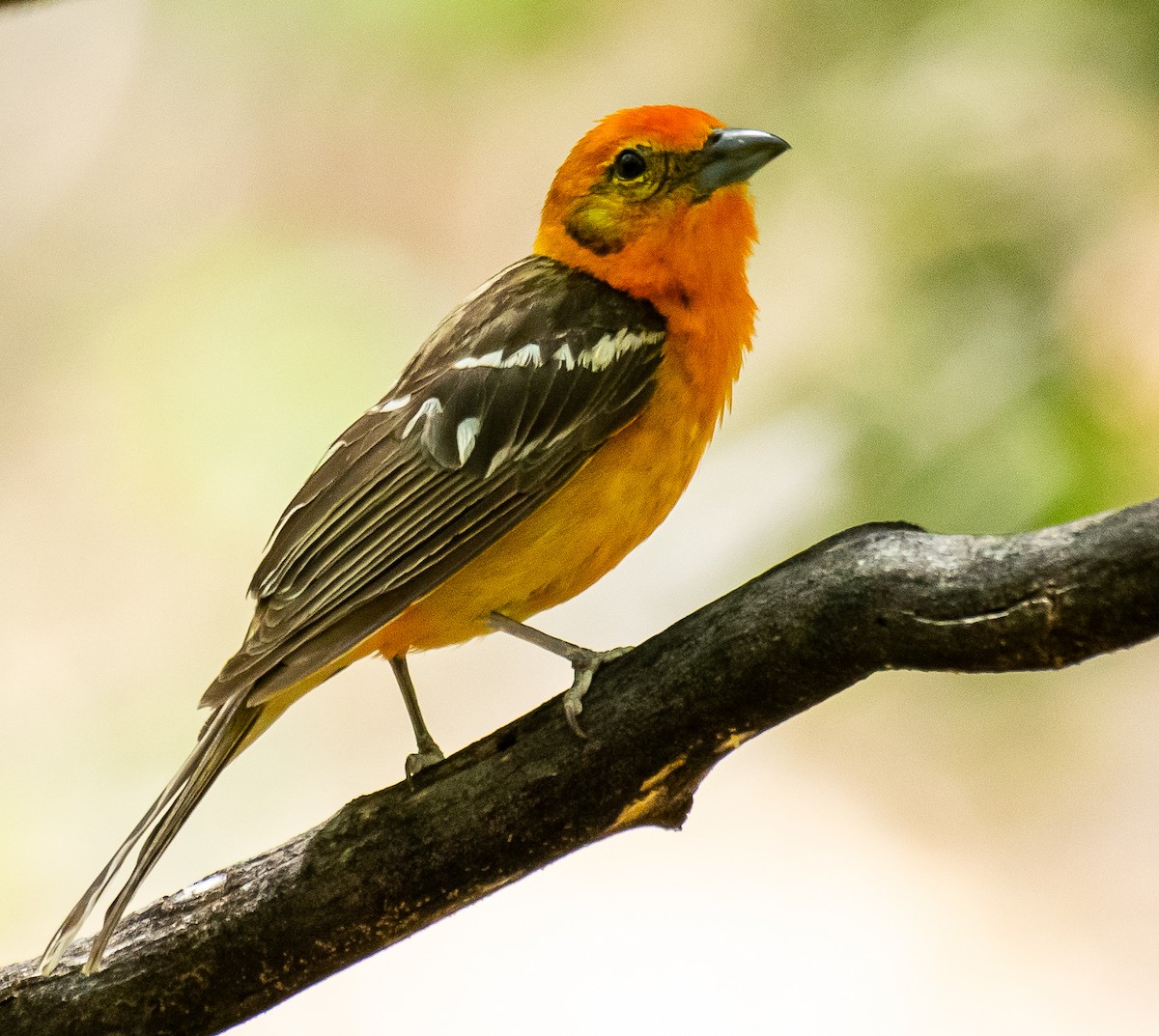 Flame-colored Tanager - ML646566394