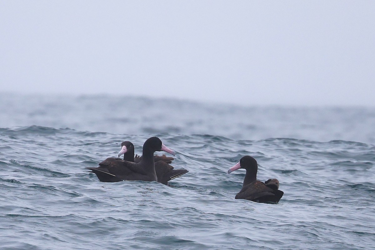 Short-tailed Albatross - ML646566395