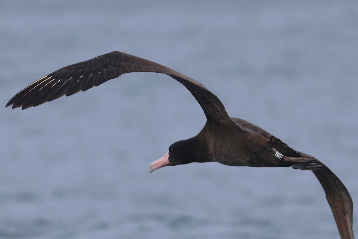 Short-tailed Albatross - ML646566396