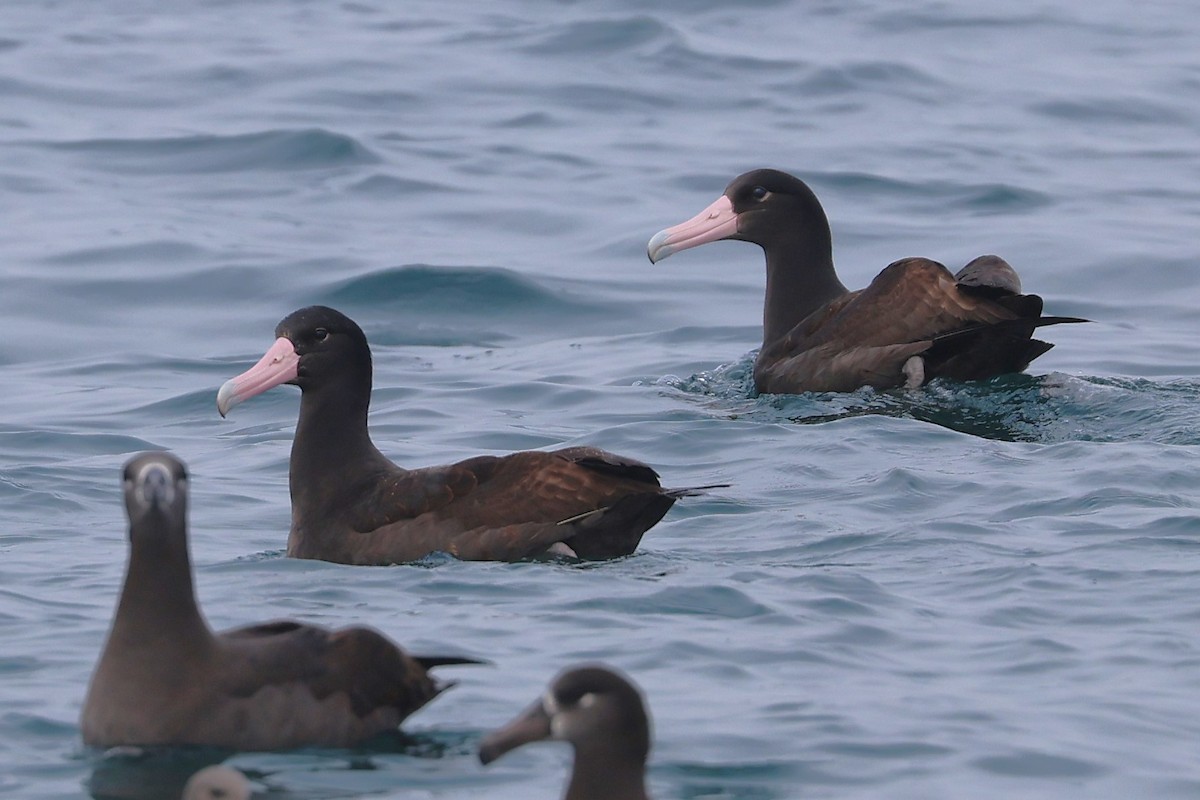 Short-tailed Albatross - ML646566397