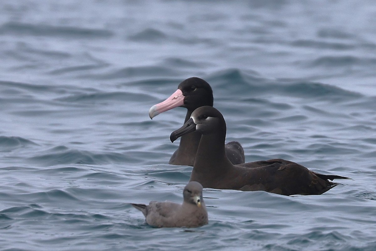 Short-tailed Albatross - ML646566398
