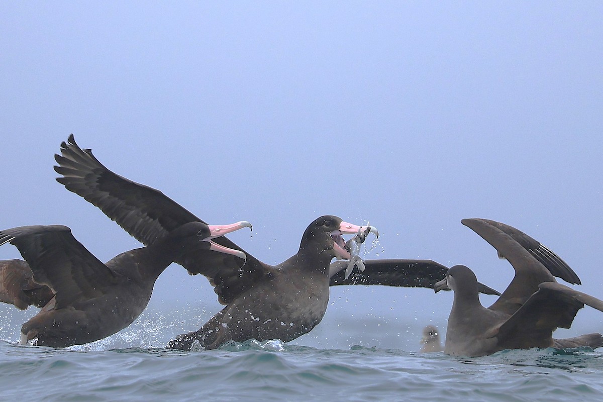 Short-tailed Albatross - ML646566400