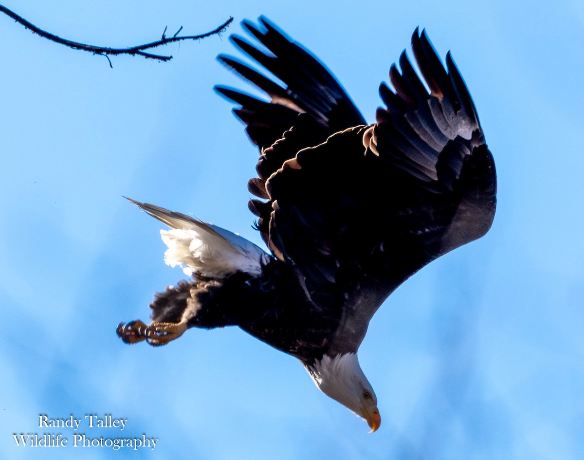 Bald Eagle - ML646566404