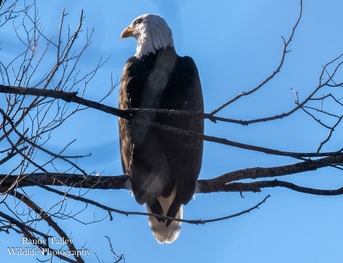 Bald Eagle - ML646566405