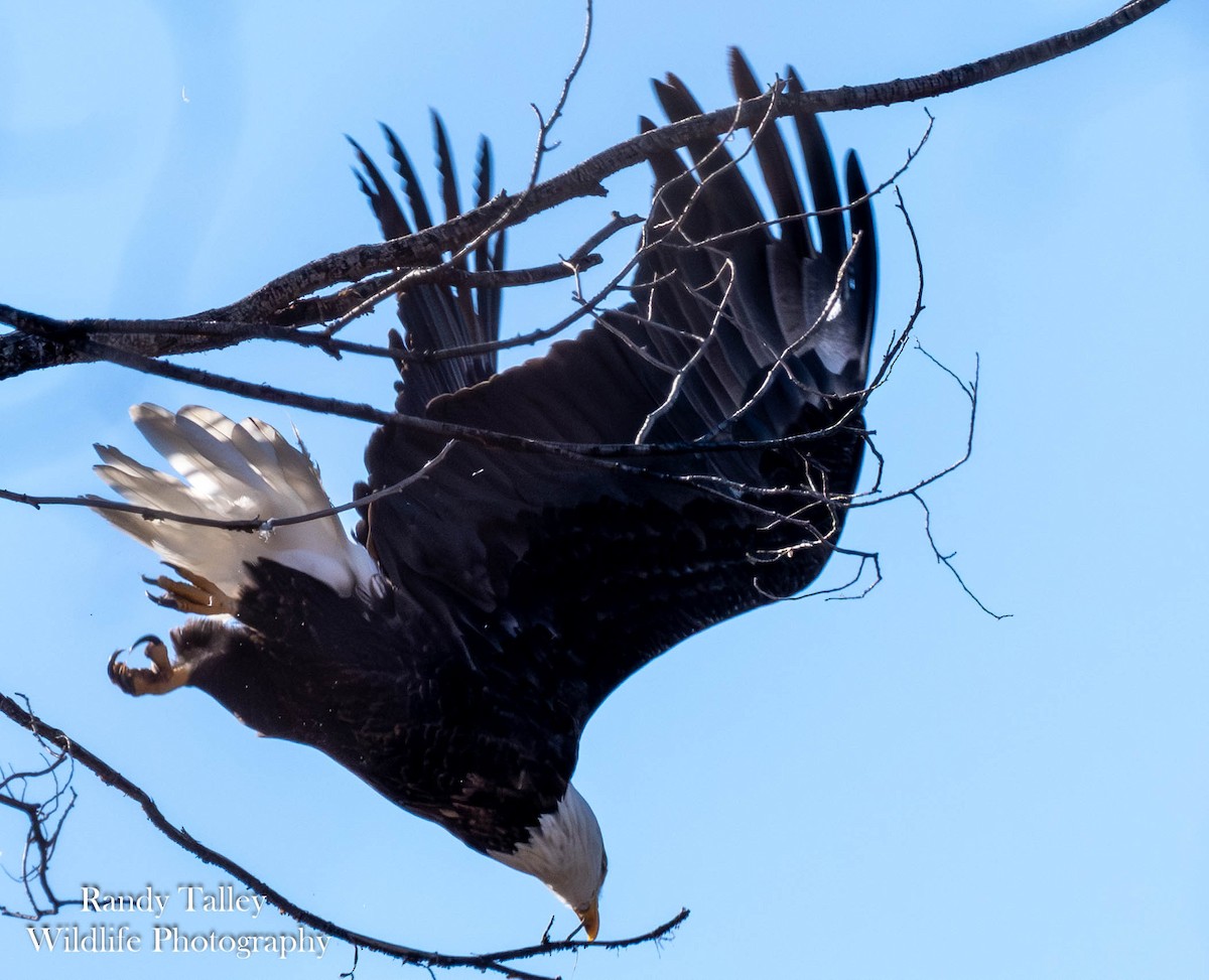 Bald Eagle - ML646566406