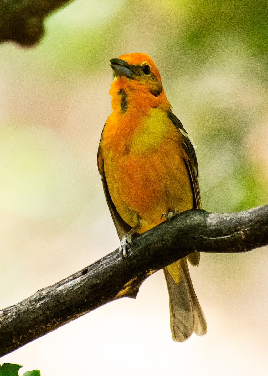 Flame-colored Tanager - ML646566411
