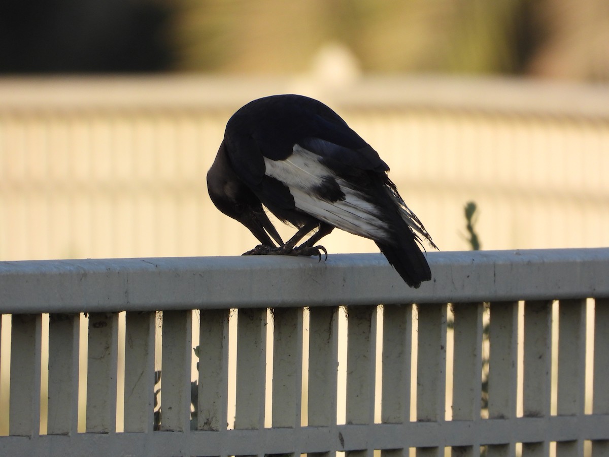 House Crow - ML646566412