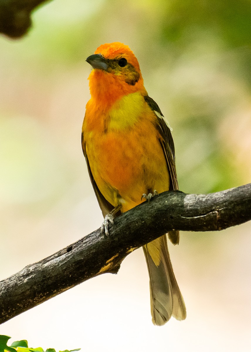 Flame-colored Tanager - ML646566420