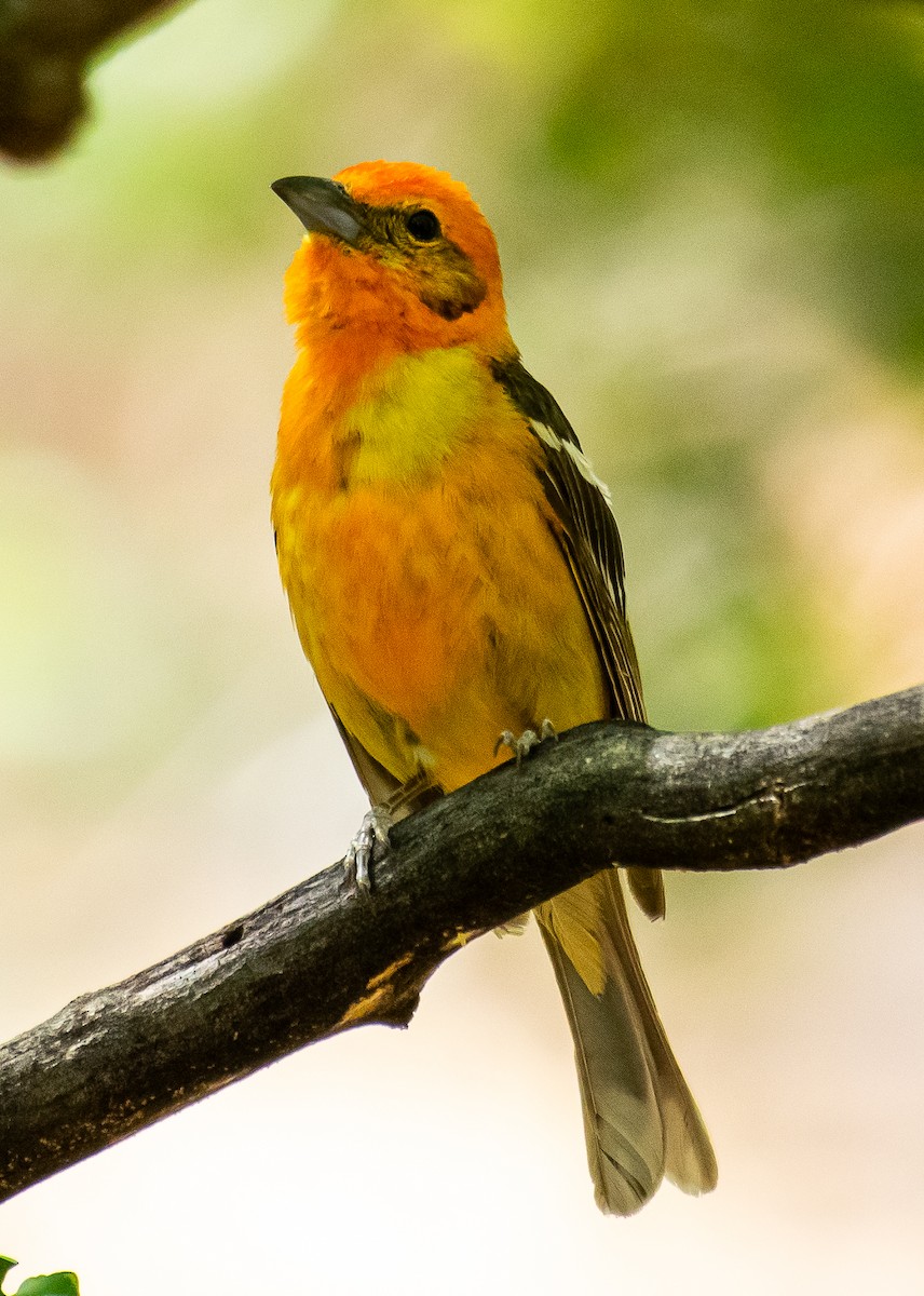 Flame-colored Tanager - ML646566425
